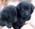 Labrador Retriever puppies for sale 