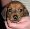 Dachshund puppies for sale