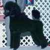 Poodle puppies for sale 