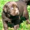 Labrador Retriever puppies for sale 
