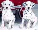 Dalmation puppies for sale