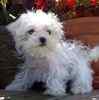 Maltese puppies