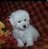 Bichon Frise puppies for sale