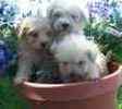 Toy Poodles puppies for sale