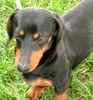 Dachshund puppies for sale