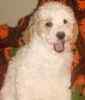 Toy and Teacup Poodle puppies for sale