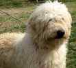 Goldendoodle puppies for sale