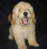 Labradoodle puppies for sale 