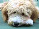 Goldendoodle puppies