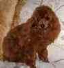 Toy Poodle puppies for sale