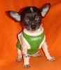 Chihuahua puppies for sale