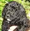 Goldendoodle puppies