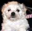 Maltese puppies