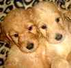 Goldendoodle puppies for sale