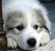 Great Pyrenees puppies for sale 