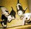 American Bulldog puppies for sale 