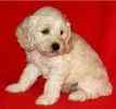 Goldendoodle puppies for sale