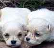 Maltipoo puppies for sale 
