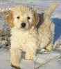 Goldendoodle puppies for sale 