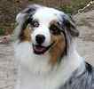 Australian Shepherd puppies for sale
