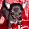 Chihuahua puppies for sale