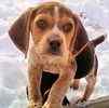 Beagle puppies for sale 