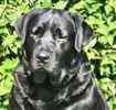 Labrador Retriever Stud Services