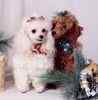 Toy Poodle puppies for sale