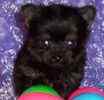 Porkie (Pomeranian / Yorkshire Terrier mix) puppies for sale 