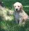 Goldendoodle puppies for sale