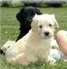 Goldendoodle puppies for sale