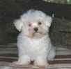 Maltese puppies for sale