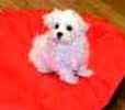Maltese puppies for sale