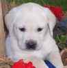 Labrador Retriever puppies for sale 