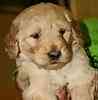 Goldendoodle puppies for sale