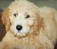 Goldendoodle puppies for sale
