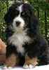 Bernese Mountain Dog puppies for sale