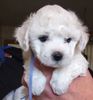 Bichon Frise puppies for sale 