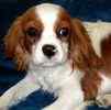 Cavalier King Charles Spaniel puppies for sale