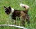 Akita puppies for sale