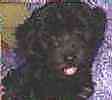 Yorkiepoo puppies for sale