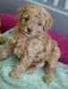 Toy Poodle puppies for sale