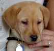 Labrador Retriever puppies or sale 