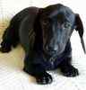 Dachshund puppies for sale
