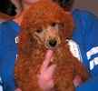 Standard Poodle puppies for sale