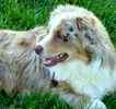 Australian Shepherd puppies for sale
