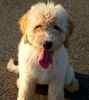 Goldendoodle puppies for sale