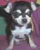 Chihuahua puppies for sale
