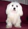 Dependable Maltese dog breeder