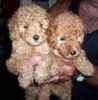 Standard Poodle puppies for sale 